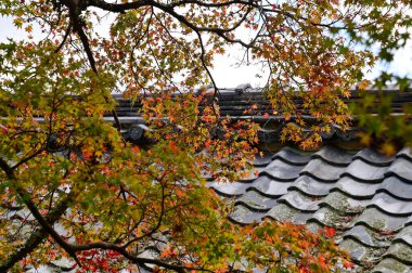 Japonya, Kyoto 'daki Tenryuji Tapınağı' nın çatısında ağaçlarla çevrili. Çatı kiremit deseni. Japonya 'nın Kansai bölgesinde önemli bir turistik ilgi merkezi. Japonya 'nın ünlü tarihi mimarisi. Bina yapısı.