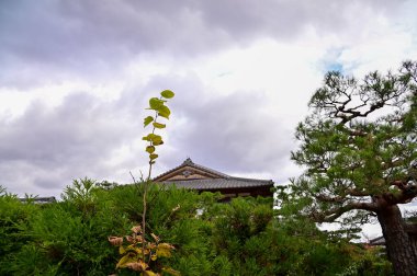 Japonya 'nın sonbaharda Nonomiya Tapınağı' nın gardern manzarası. Arashiyama bölgesinde, bambu ormanına yakın bir Shinto tapınağı. Doğa ve seyahat kavramı. 