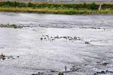 Japonya, Kyoto 'daki Togetsukyo Köprüsü' nden sonbaharda Katsura Nehri manzarası. Kyoto 'nun batı tepelerinde güzel manzaralı bir yer. Doğa ve seyahat kavramı.