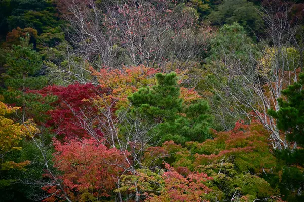 Sonbaharda Tenryuji Tapınağı 'nın bahçe sahnesi. Japonya 'daki ünlü tapınak. Tenryuji Tapınağı Kyoto 'da geleneksel bir Japon tapınağıdır. Sonbahar ve bahçe manzarası. Doğa ve Seyahat kavramı.