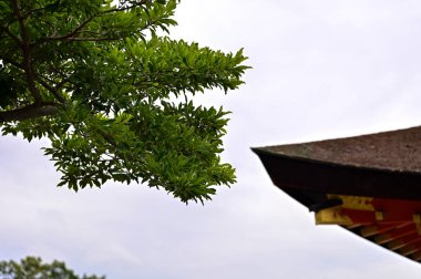 Japonya 'nın Kyoto kentindeki Fushimi Inari Taisha' nın (Fushimi Inari Tapınağı) doğa görüşü. Fushimi Inari Tapınağı popüler bir turizm merkezidir. Kyoto 'nun çarpıcı doğa manzarası. Ağaçlar, gökyüzü ve mimari.