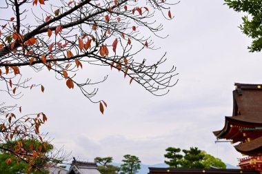 Japonya 'nın Kyoto kentindeki Fushimi Inari Taisha' nın (Fushimi Inari Tapınağı) doğa görüşü. Fushimi Inari Tapınağı popüler bir turizm merkezidir. Kyoto 'nun çarpıcı doğa manzarası. Ağaçlar, gökyüzü ve mimari.