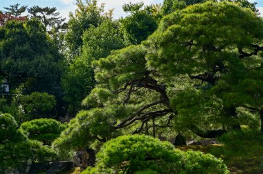 Japonya, Kyoto, Nijo Şatosu 'ndaki Japon bahçesinde yeşil yapraklı ağaçlara yakın çekim. Dünya Mirası Alanı, Nijo Kalesi 'nin güneşli günlerdeki güzelliğinin arkaplan manzarası. Doğa Arkaplanı.