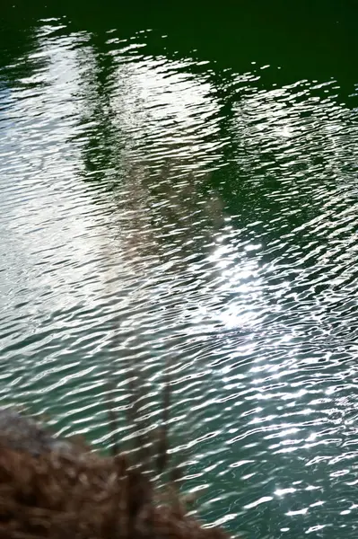 Japonya, Kyoto 'daki Nijo Kalesi' nin hendeğine yakın çekim. Dünya Mirası Alanı. Bitkilerle su yansıması. Japonya 'nın Kansai bölgesinde önemli bir turistik ilgi merkezi. Doğa sahnesi.