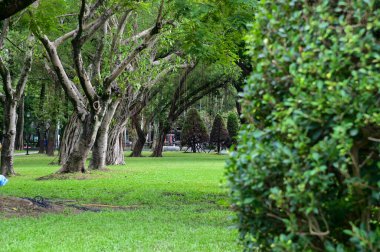 Tayvan 'ın Taipei şehrindeki parkın manzarası. Taipei 'deki parkta yeşil ağaçlar. Doğa ve seyahat kavramı.