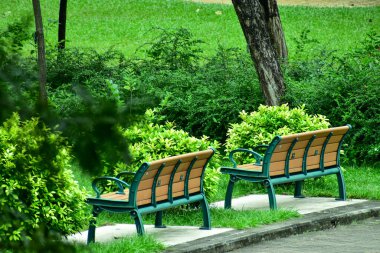 Yeşil ağaçlı bir Hong Kong halk parkı. Doğa sahnesi.