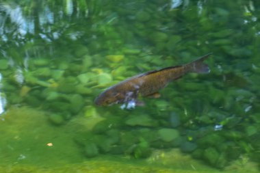 Kamu parkının bahçesindeki havuzda Koi 'nin yakın çekimi. Temiz su. Hayvan ve doğa kavramı.