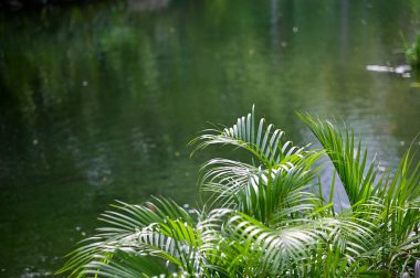 Halk parkında göletli bir bahçe manzarası. Parktaki bahçe manzarası. Doğa ve manzara kavramı.