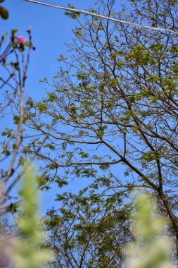 Ağacın alçak açısı mavi gökyüzü arkaplanına karşı. Ağaç dalları ve ağaç yeşili yapraklarla dolu. Ağaçlara bakıyorum. Doğa konsepti. Ağaç arkaplanı.
