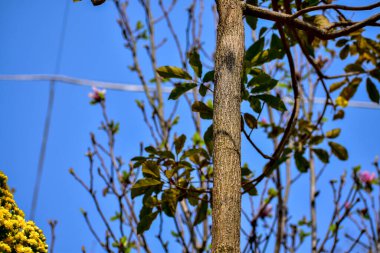 Ağacın alçak açısı mavi gökyüzü arkaplanına karşı. Ağaç dalları ve ağaç yeşili yapraklarla dolu. Ağaçlara bakıyorum. Doğa konsepti. Ağaç arkaplanı.