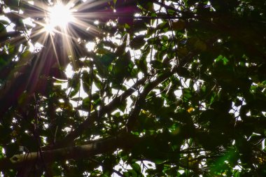 Parlak güneş ışığıyla ağaca yakın çekim yap. Taze ağaçların ve yaprakların arasından gün ışığı. Ağaç arkaplan, doğa kavramı.