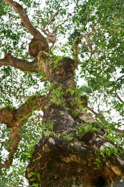 Ağacın alçak açısı mavi gökyüzü arkaplanına karşı. Ağaç dalları ve ağaç yeşili yapraklarla dolu. Ağaçlara bakıyorum. Doğa konsepti. Ağaç arkaplanı.