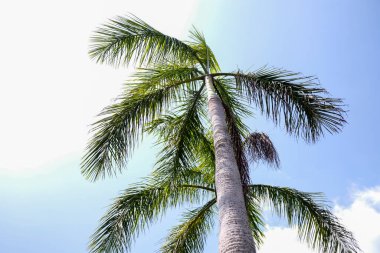 Şehirdeki palmiye ağacına yakın çekim. Sokakta palmiye ağacı. - Şehrin yeşilliği. Şehir manzarası, doğa kavramı.