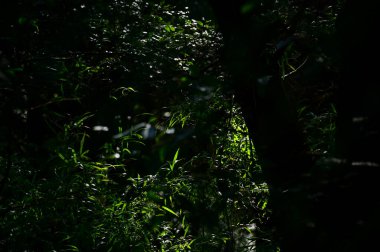 Ağacın alçak açısı mavi gökyüzü arkaplanına karşı. Ağaç dalları ve ağaç yeşili yapraklarla dolu. Ağaçlara bakıyorum. Doğa konsepti. Ağaç arkaplanı.