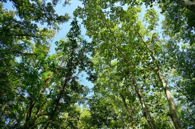 Ağacın alçak açısı mavi gökyüzü arkaplanına karşı. Ağaç dalları ve ağaç yeşili yapraklarla dolu. Ağaçlara bakıyorum. Doğa konsepti. Ağaç arkaplanı.