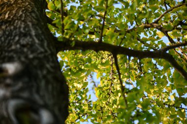 Ağacın alçak açısı mavi gökyüzü arkaplanına karşı. Ağaç dalları ve ağaç yeşili yapraklarla dolu. Ağaçlara bakıyorum. Doğa konsepti. Ağaç arkaplanı.