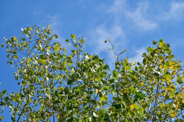 Ağacın alçak açısı mavi gökyüzü arkaplanına karşı. Ağaç dalları ve ağaç yeşili yapraklarla dolu. Ağaçlara bakıyorum. Doğa konsepti. Ağaç arkaplanı.