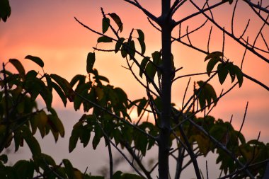 Gün batımında ağacın yakınında. Ağaçların arasından gün ışığı ve altın saatinde yapraklar. Ağaç arkaplan, doğa kavramı.