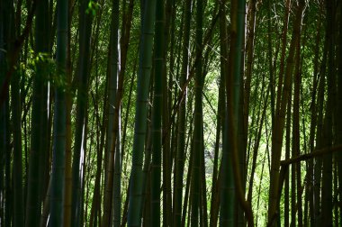 Parktaki ağaç gövdesine yakın çekim. Ağacın bir parçası. Parktaki ağaçlar, bahçe, orman. Doğa konsepti. Ağaç arkaplanı.