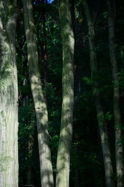 Parktaki ağaç gövdesine yakın çekim. Ağacın bir parçası. Parktaki ağaçlar, bahçe, orman. Doğa konsepti. Ağaç arkaplanı.