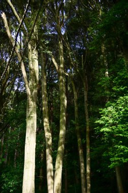 Parktaki ağaç gövdesine yakın çekim. Ağacın bir parçası. Parktaki ağaçlar, bahçe, orman. Doğa konsepti. Ağaç arkaplanı.