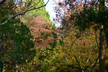 Sonbaharda ağaçlara yakın çekim. Kırmızı yapraklar ve çıplak ağaç. Sonbahar ağacı, renkli ağaçlar. Doğa ve manzara kavramı. Ağaç arkaplanı.
