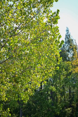 Ağaçlarla dolu bir ormanın yakınına. Yeşil ağaçlar, doğa sahnesi. Ağaç arka planı. Ağaçlar sırası.