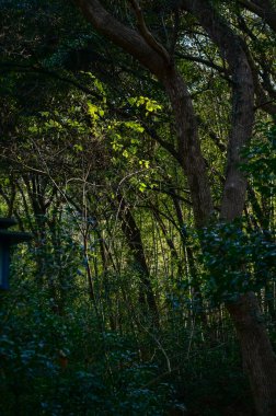 Parktaki ağaç gövdesine yakın çekim. Ağacın bir parçası. Parktaki ağaçlar, bahçe, orman. Doğa konsepti. Ağaç arkaplanı.