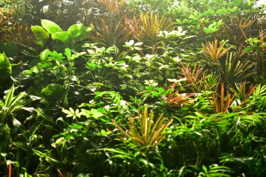 Yeşil yapraklara yakın çekim. Yapraklarla dolu. Doğa konsepti, ağaç ve yapraklar.