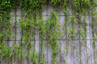 Yeşil yapraklara yakın çekim. Arkaplan bırakır. Doğa konsepti.