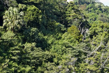 Ağaçlarla dolu bir ormanın yakınına. Yeşil ağaçlar, doğa sahnesi. Ağaç arka planı. Ağaçlar sırası.