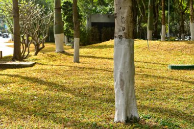 Kamu parkında gölgesi olan ağaç gövdesine yakın plan. Ağacın tabanı. Doğa konsepti.