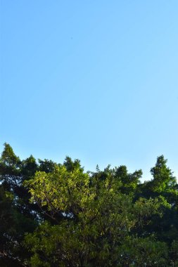 Gökyüzüne karşı bir grup ağacın yakın çekimi. Doğa sahnesi. Ağaç arkaplanı.