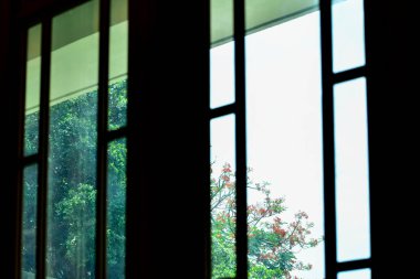 Ağaç sahnesiyle pencereden bak. Pencereden bahçeye bak. Ağaçlara bakan pencere. Doğa sahnesi. Doğa, ağaç arkaplanı.