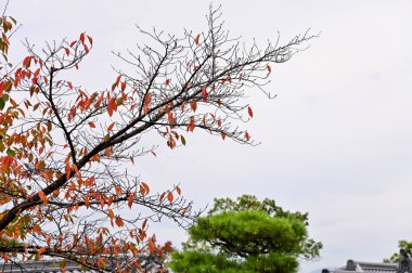 Sonbaharda ağaçlara yakın çekim. Kırmızı yapraklar ve çıplak ağaç. Sonbahar ağacı, renkli ağaçlar. Doğa ve manzara kavramı. Ağaç arkaplanı.