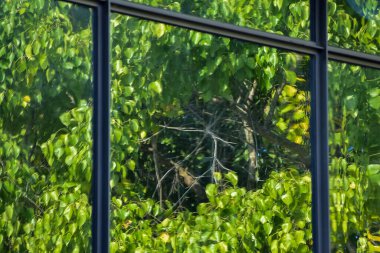 Ağaç sahnesiyle pencereden bak. Pencereden bahçeye bak. Ağaçlara bakan pencere. Doğa sahnesi. Doğa, ağaç arkaplanı.