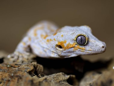 gecko lizard eye rhacodactylus auriculatus gargoyle gecko