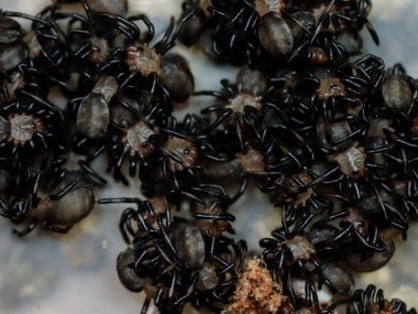 Örümcek tarantula tehlikeli bir hayvan