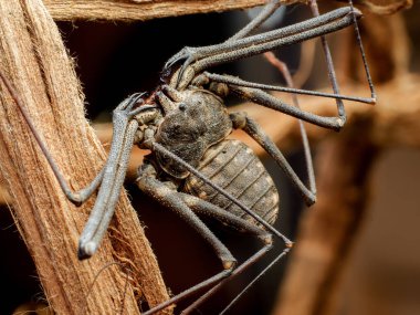 Böcek böceği örümceği doğanın tehlike yuvasında