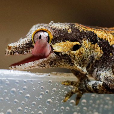 Kertenkele doğada sürüngen