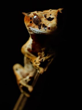 Kertenkele doğada sürüngen