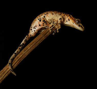 Kertenkele doğada sürüngen