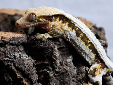 Kertenkele doğada sürüngen