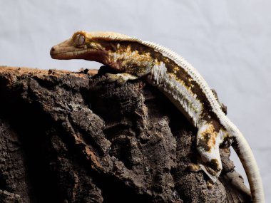 Kertenkele doğada sürüngen