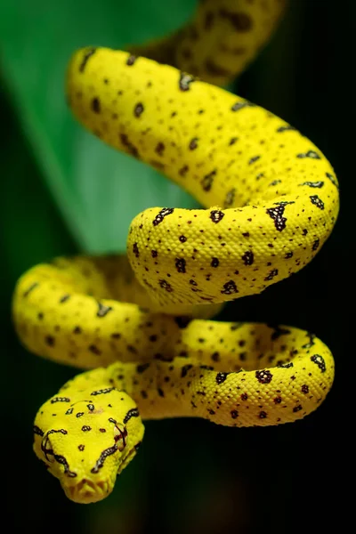 Serpente Albero Natura — Foto Stock