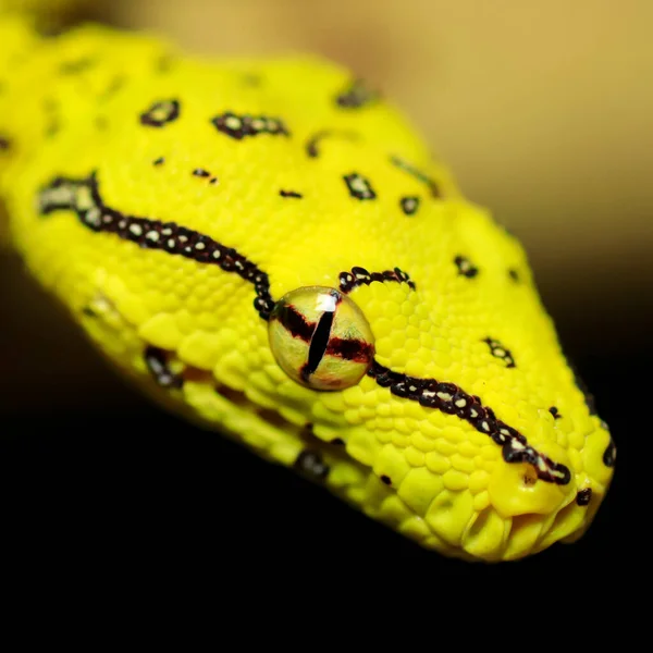 Serpent Dans Arbre Dans Nature — Photo