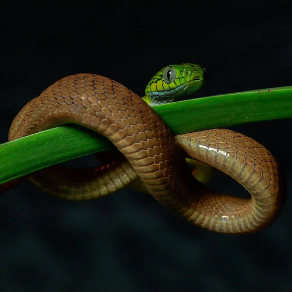 自然の中の木の蛇 — ストック写真