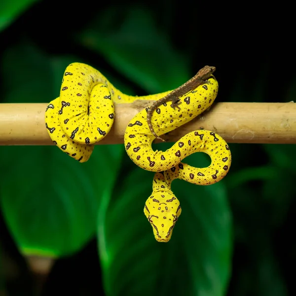Had Stromě Přírodě — Stock fotografie