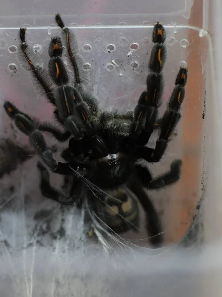 Pavoučí Tarantule Přírodním Prostředí — Stock fotografie