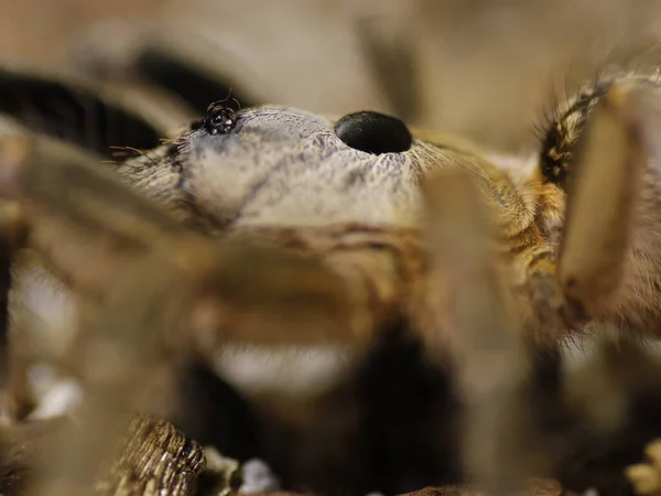 Паукообразные Тарантулы Природной Среде — стоковое фото